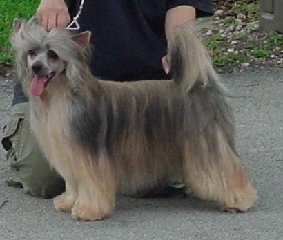 Sasquehanna Glorietta