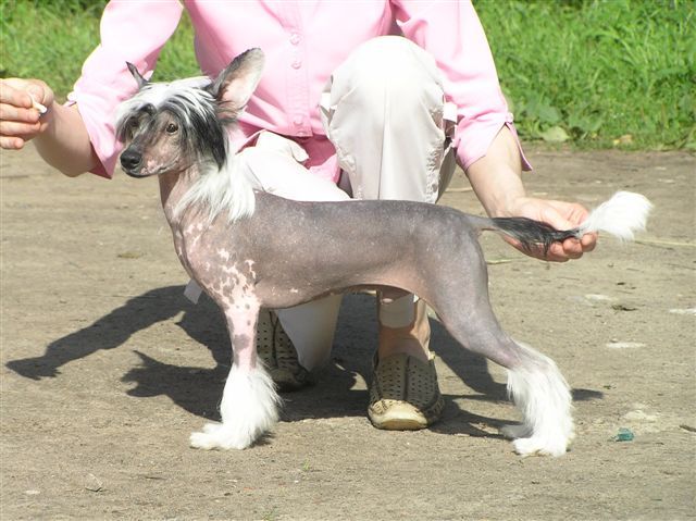 Arctic Glow Barin from Elbaren