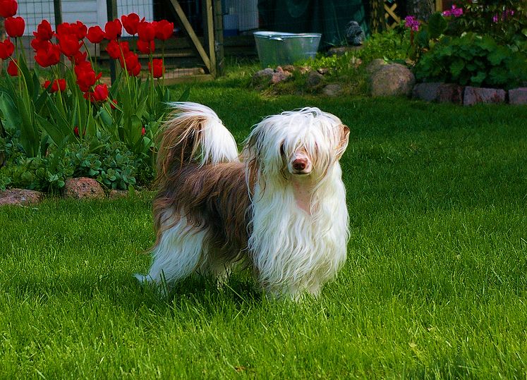 Klark z Kamilova dvora