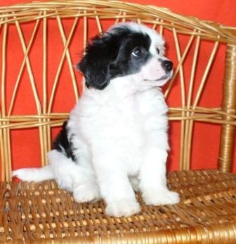 Kay z Kamilova dvora