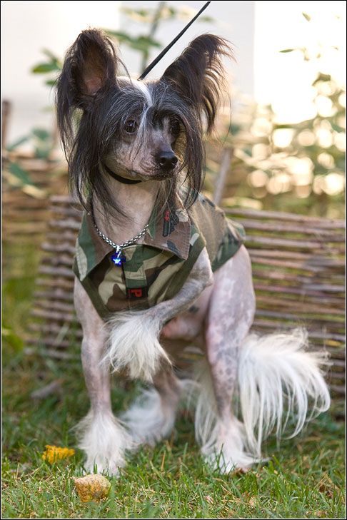 Dogland Happy Eminem