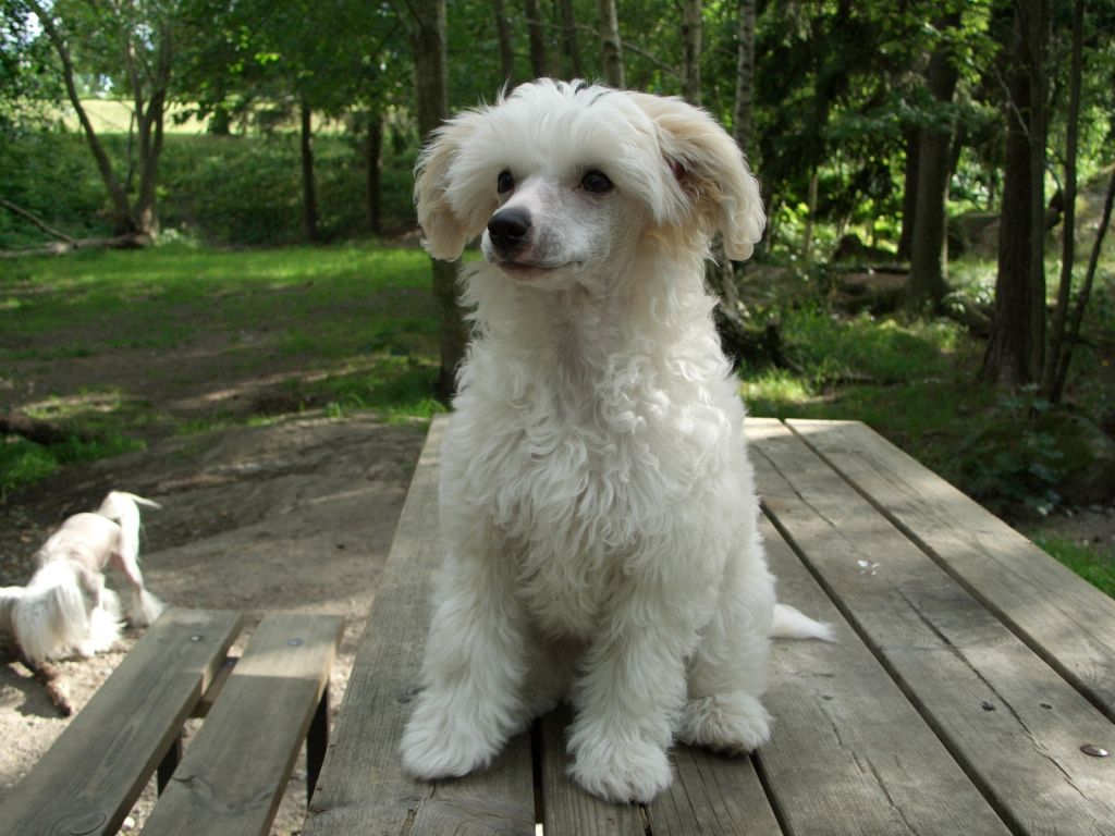 Shao-Lei's Eternally Yours