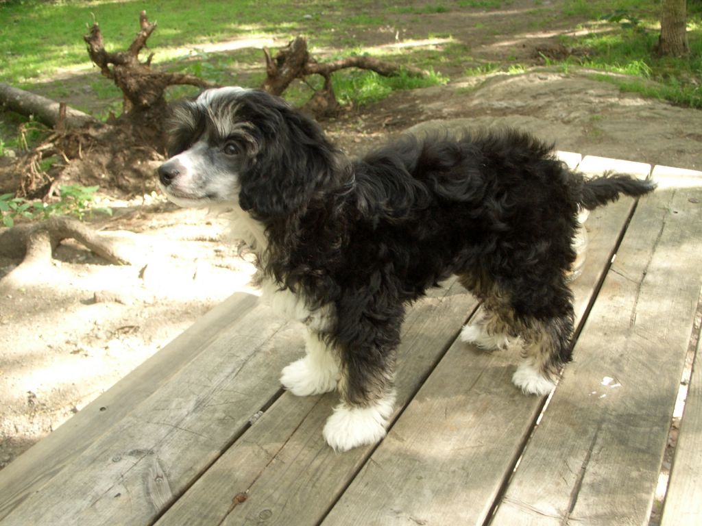 Shao-Lei's Elysée Midnight