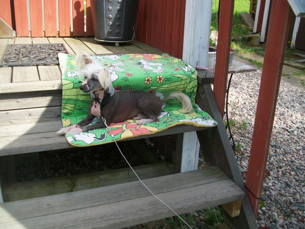 Tournais White Pepper