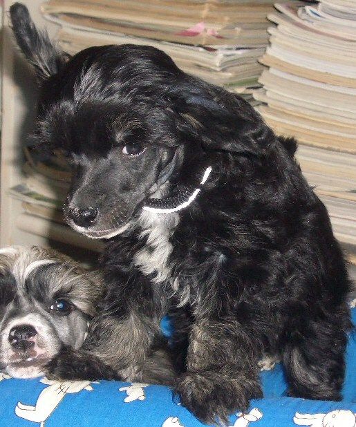 Dream Of Silk Drinkmaster