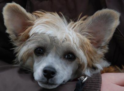 Dream Of Silk Disco Doll