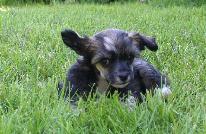 Dream Of Silk Divine Diva