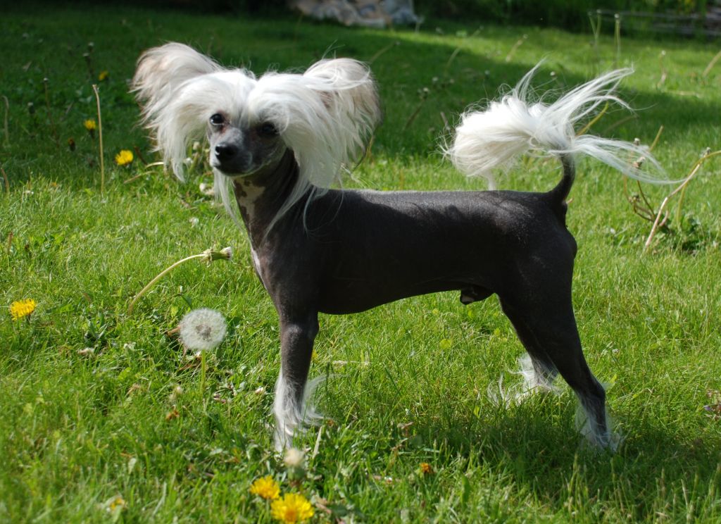 Qu-ya-va's  Tao (Fogg)