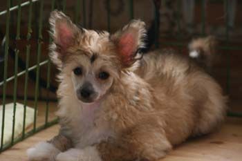 Qu-ya-va's Suh-Yu eh  April