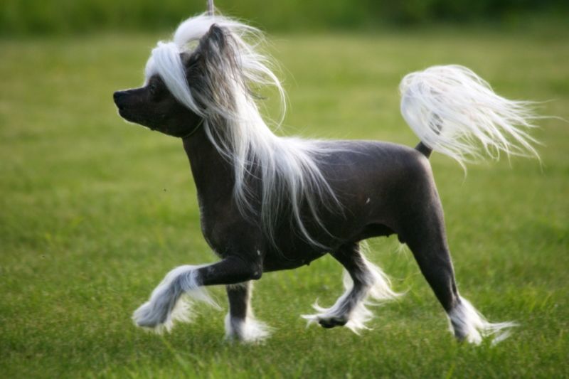 Big Jokes Fleur Delacour