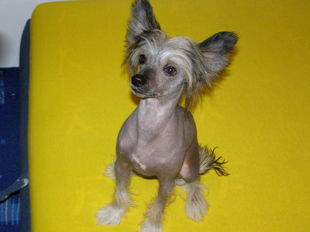 Bellcrest Kayo Mirabilis Gemma