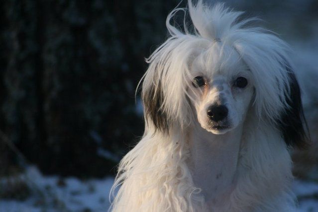 Big Jokes Ginny Weasley