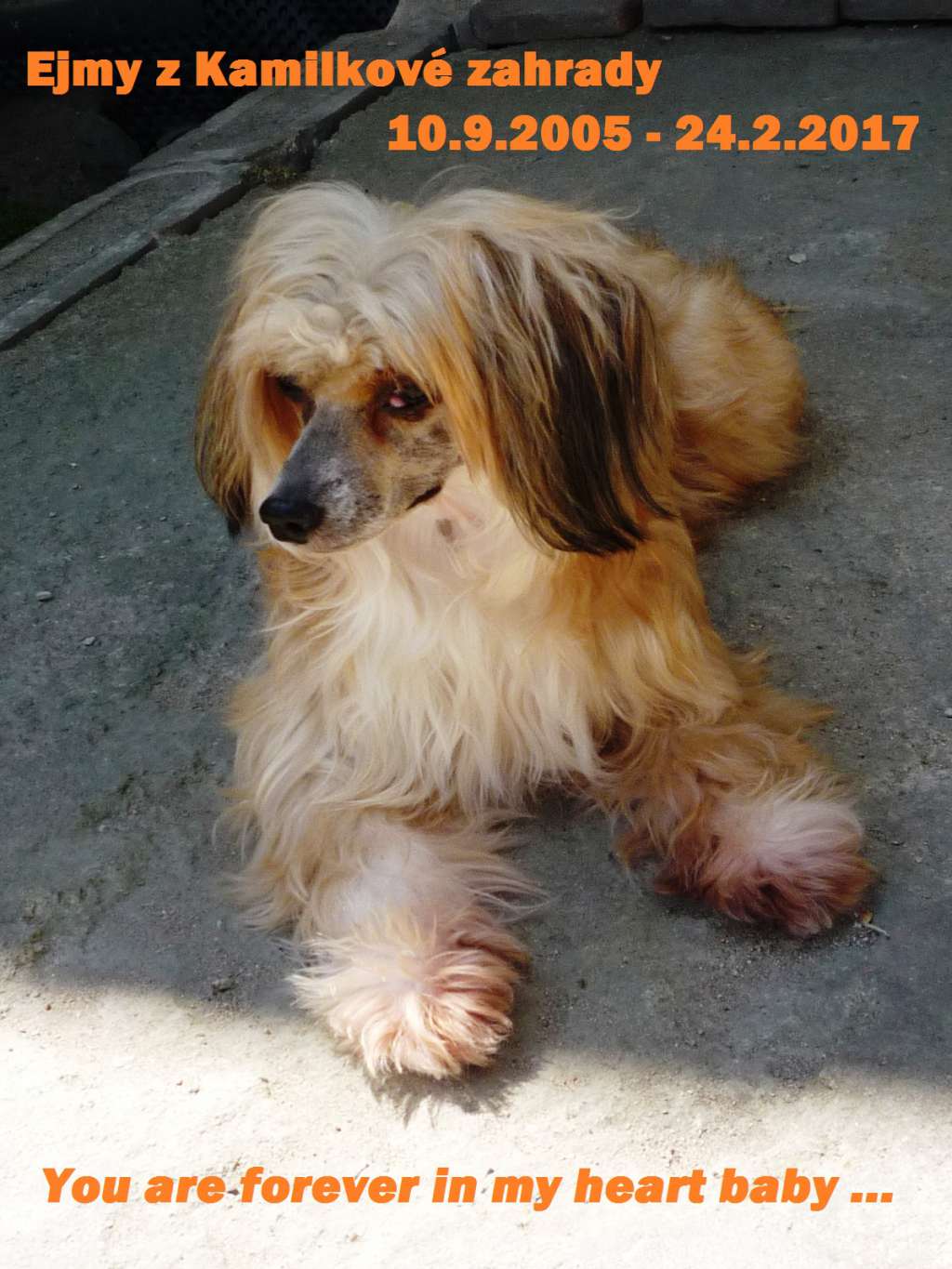 Ejmy z Kamilkové zahrady