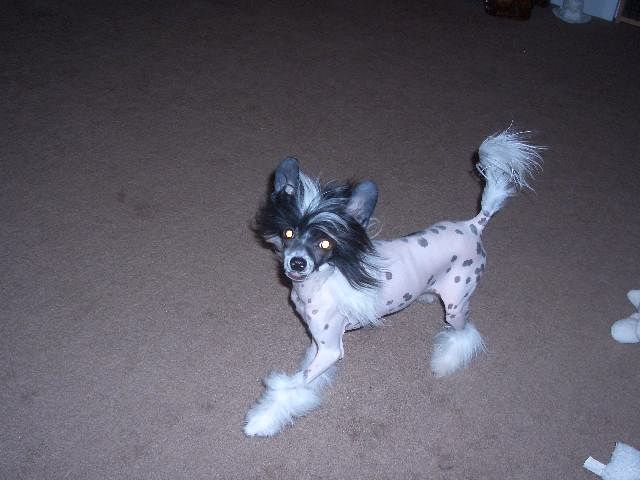 Crest-vue's Judgement Day