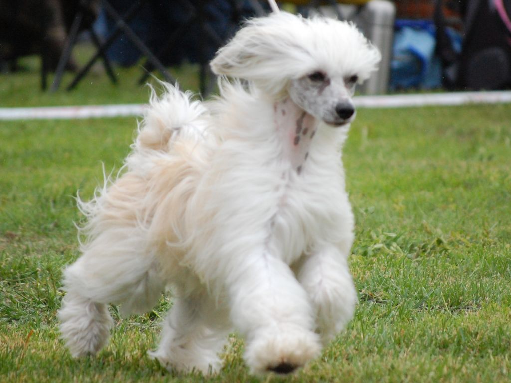 Oromuson Finnish Flash