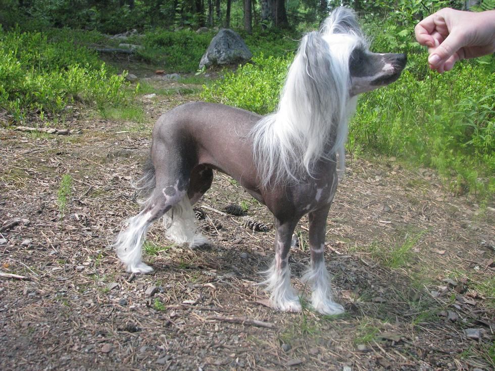 Danchester's A Lucky Line