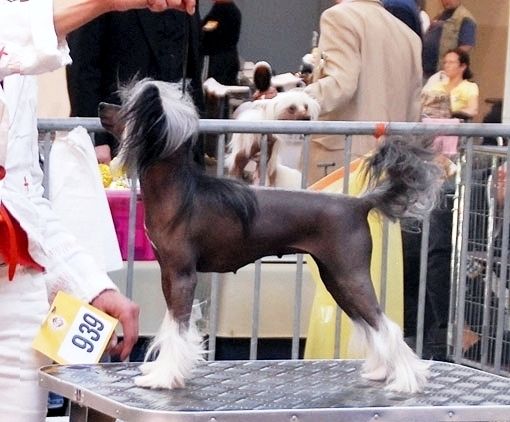 Be My Dog's Expensive Hobby