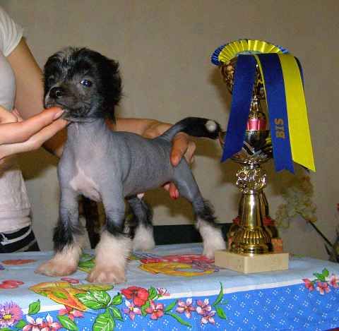 Mon Cher Petit Absent