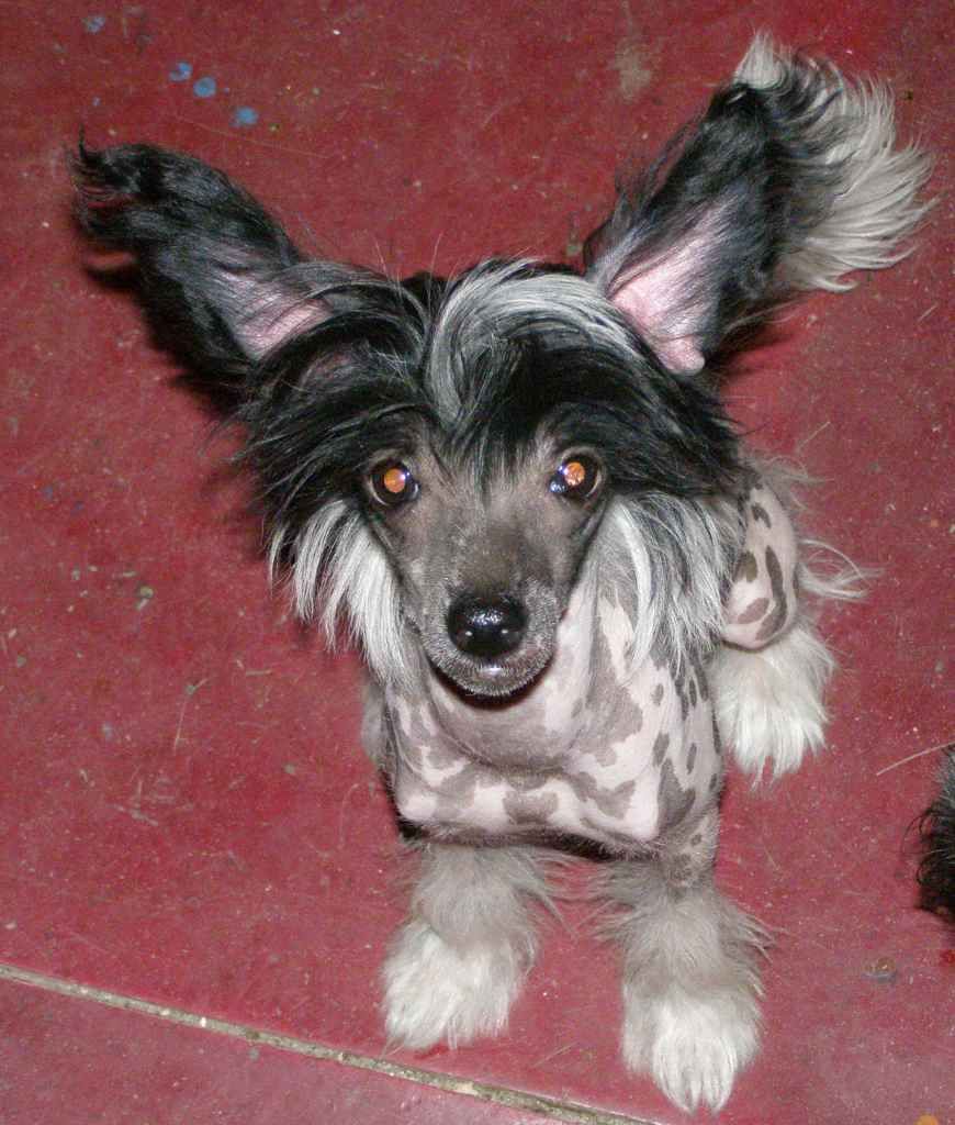 Mon Cher Petit Adorable Ponochka 