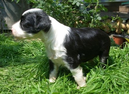 Vellar Pljus Secret of Success Ksolo Club