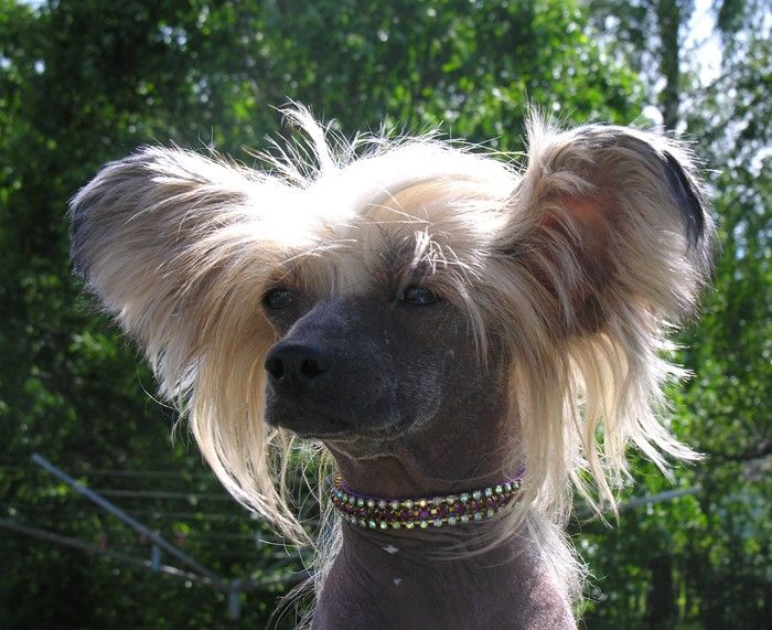 Liddyleaze Loving Angels