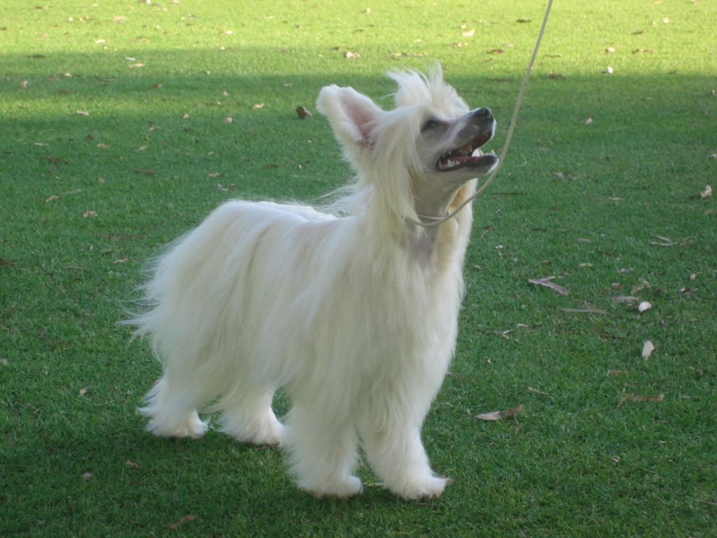 Wumao Walking on Clouds