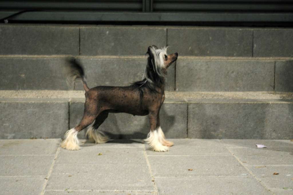 Krystal Princess Amasing Angel