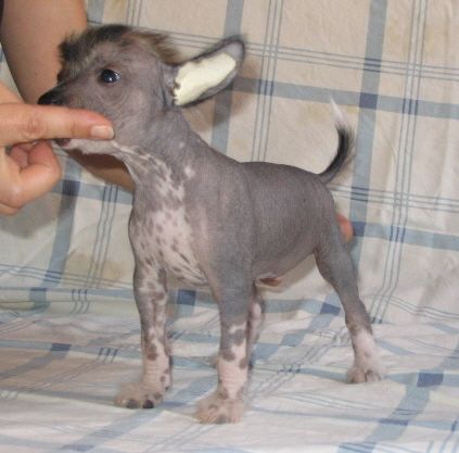 Bozo Gang's Joy Of Life