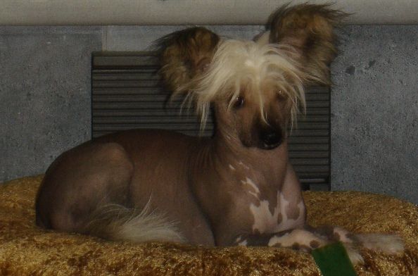 Bozo Gang's Jump To Future