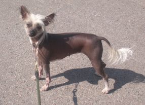 Bozo Gang's Joyful Life