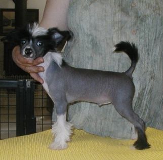 Gigolo Nero Top Model De Rama