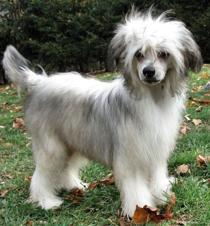 My Longtime Companion Gianni