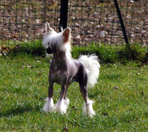 Oriental Jokes Classic Touch