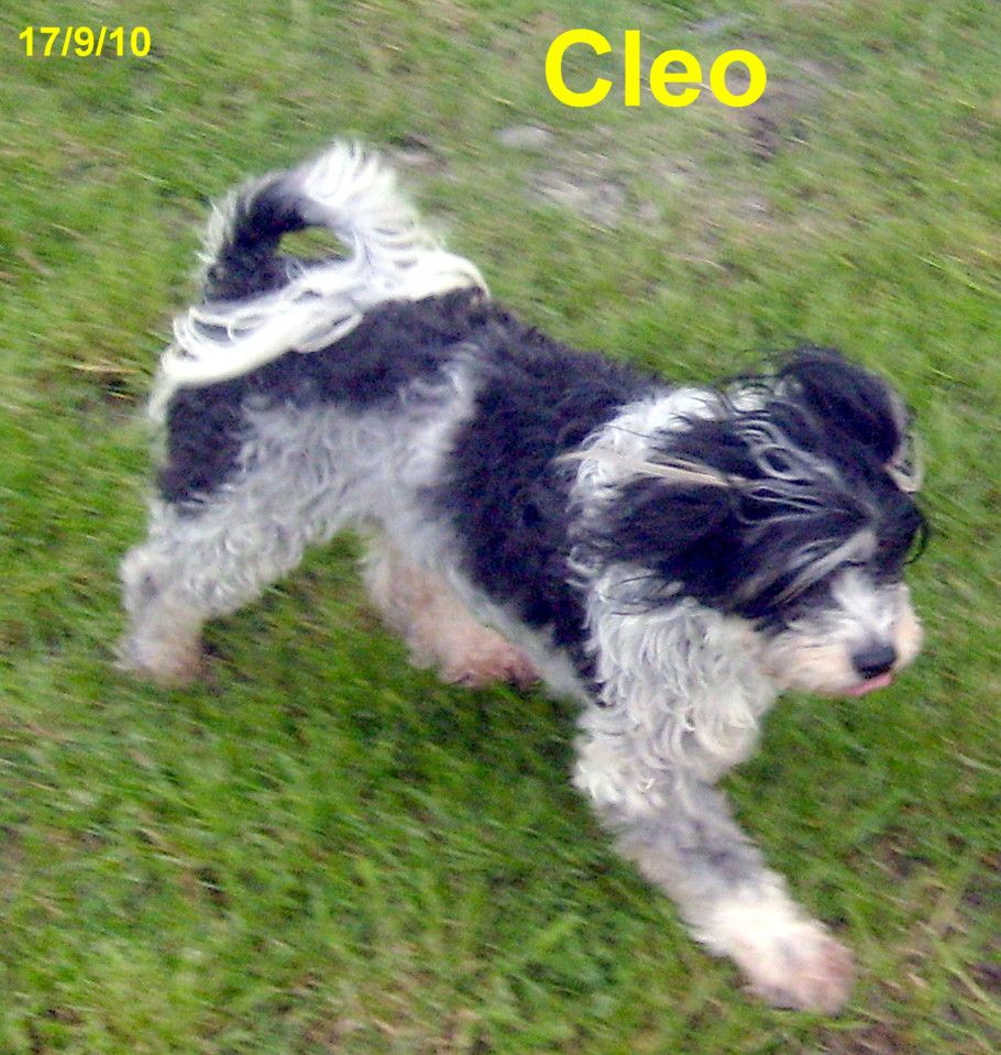 Egyptianmist Cleopatra