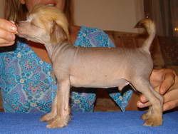 Stars at Sea Crazy Q