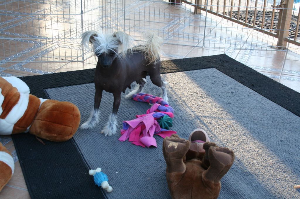 Agape's Wild Feathers