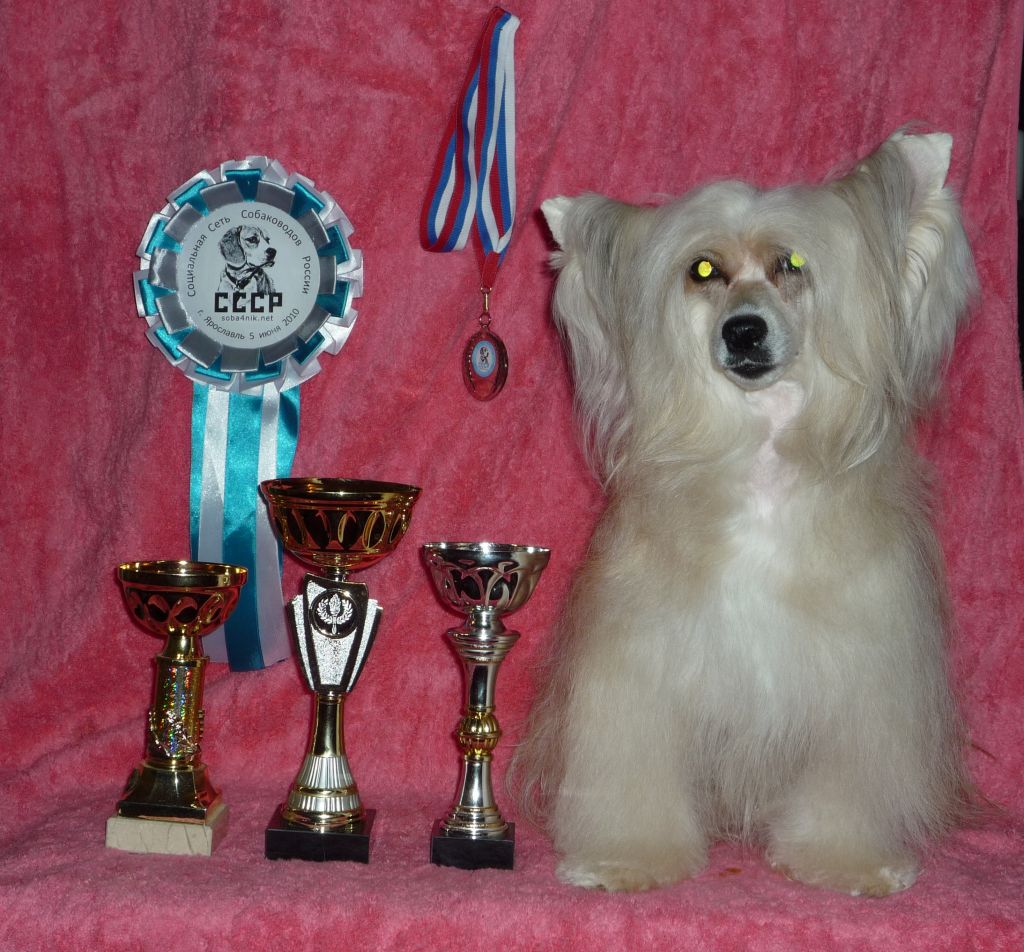 Rus Lorens Imperia Of Cream Rose