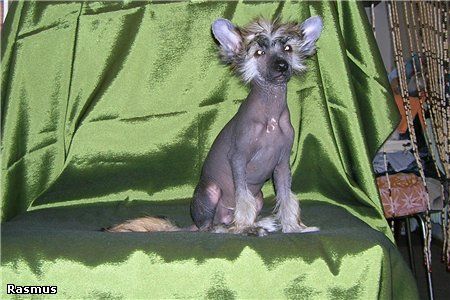 Kado Kitaiski Potselui Rasmus