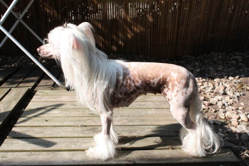 Zhannel's Vanity Fair