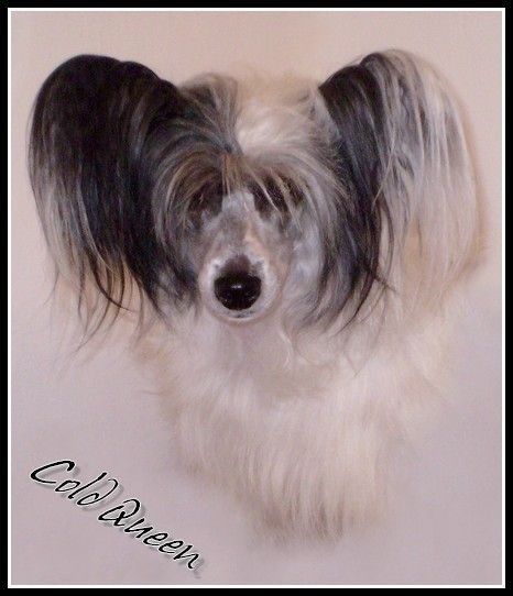 Cold Queen z Perlového údolí