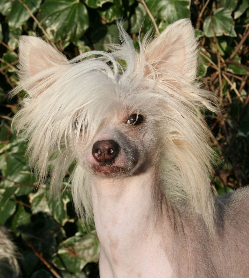 Tamarsh Bear'ly Magic