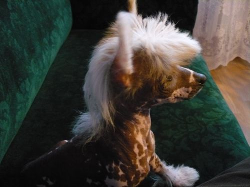 Oliwka  Z  Gangu Lysych