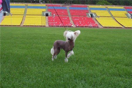 Fantastik Kashmir  Sheikh