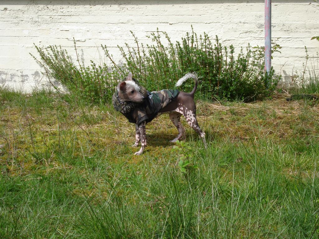 Pumopechi's Princess