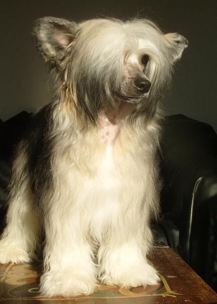 Chineseblue's Goalkeeper 