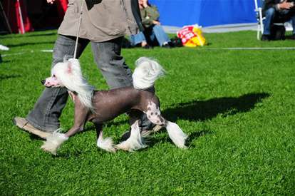 Proud Pony Key To Success