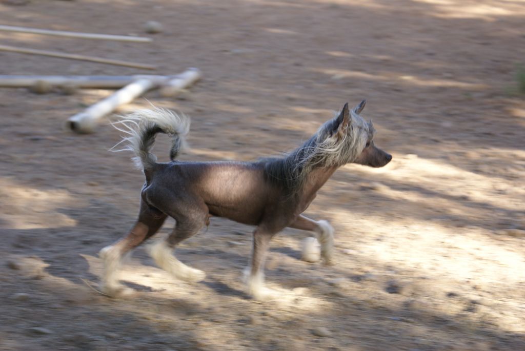 Krishna's Pretty Boy Floyd