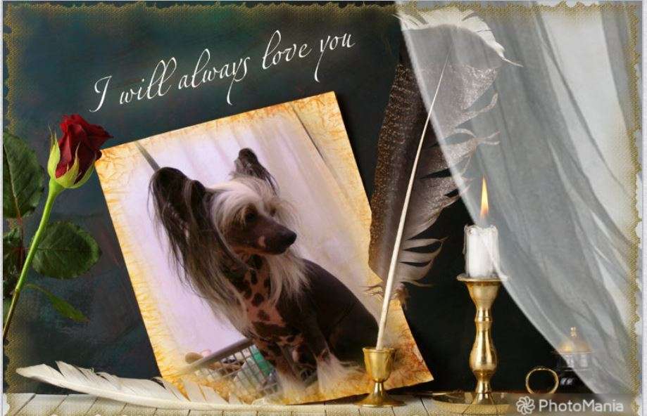 Glossy Girl Island Shangri-La