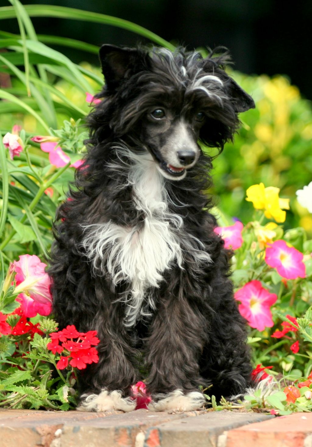 Krishna's Mima d'Crest Vue