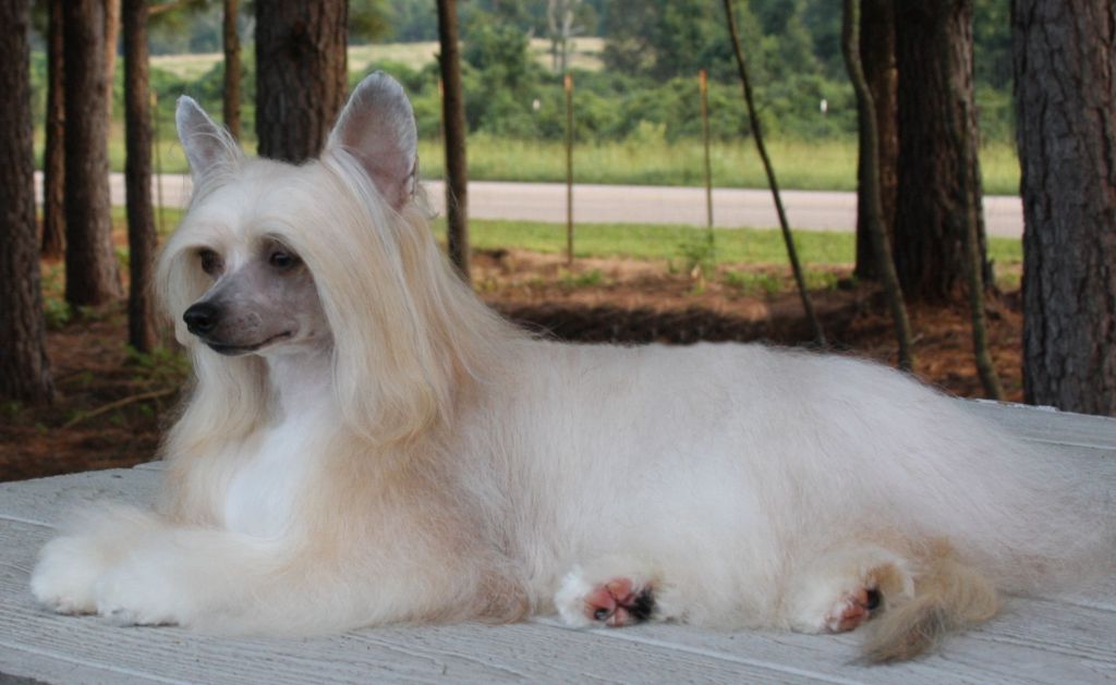 Krishna's Where Were You